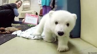 Baby Bear Wallpaper Animals