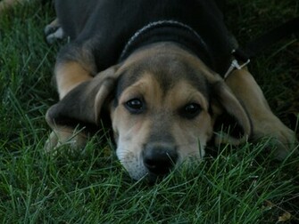 Bloodhound Puppies