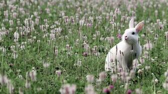 Cute Rabbit Wallpaper Desktop 1080p