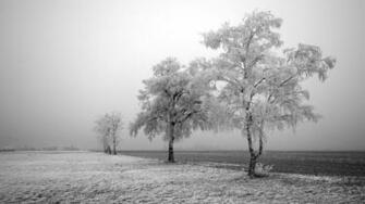 Winter Tree Field Resolution IwallHD Wallpaper HD