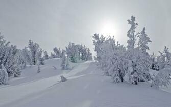 Winter Wonderland Wallpaper
