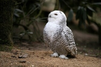 Animal Snowy Owl Wallpaper