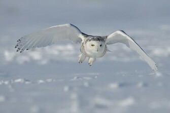 Snowy Owl Wallpaper X HD Res