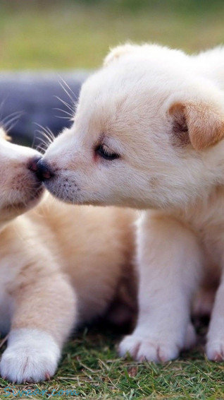 Cute Puppy Wallpaper For iPhone