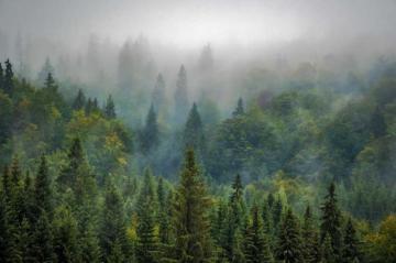 Wallpaper Landscape Nature Forest Nebel HD