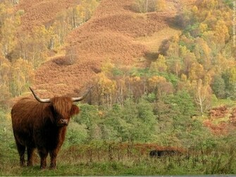 Indian Cow Wallpaper HD In Animals Imageci
