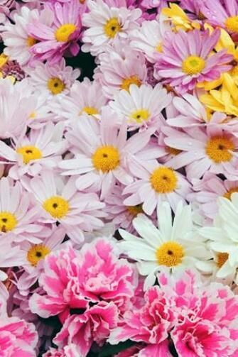 Sun Flower iPhone HD Wallpaper