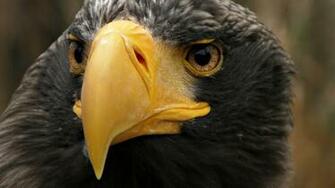 HD Eagle Background 3d Colour Design
