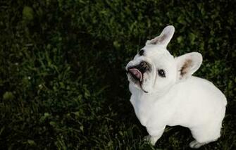 Wallpaper French Bulldog Dog Face Tongue Eyes