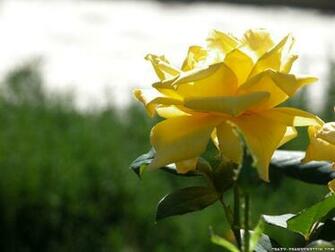 Yellow Rose Flowers Wallpaper Image Fun