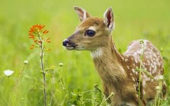 Animal Baby Deer Desktop Background HD Wallpaper Moshlab