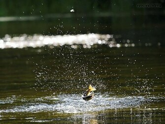 Small Brown Trout Jumps At The End Of My Line Photo By Sandy