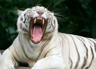 White Tiger