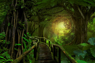 Bridge In Tropical Forest