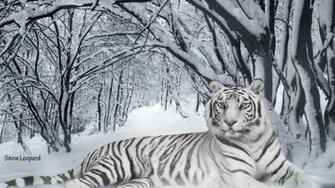 Snow Leopard Wallpaper
