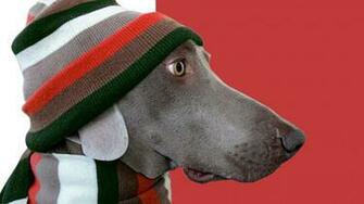 Weimaraner Full HD Wallpaper And Background