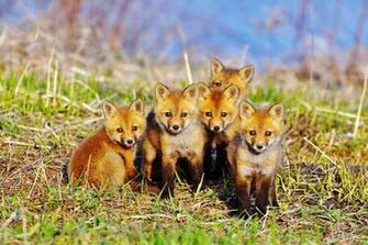 Fox Animal Cute Grass Green