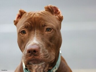 How I Survived A Pit Bull Attack Weather Anchor Mama