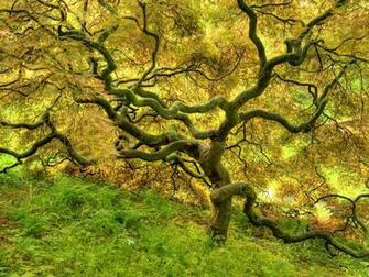 Beautiful Tree Wallpaper HD Topwallpaper