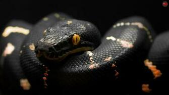 Viper Snake HD Wallpaper Net