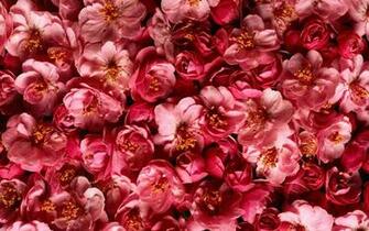 Red Flowers Pink Plants HD Wallpaper