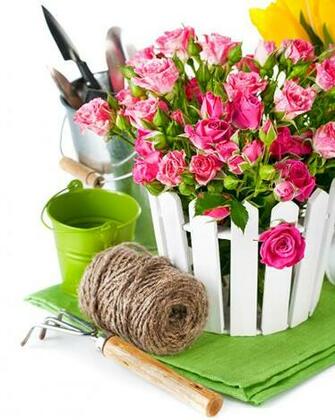 Image Roses Bucket Pink Color Flowers White Background