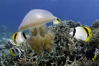First Pictures From Under The Sea 3d