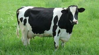 Us Farmers Using Robots Instead Of Migrants To Milk Cows Bbc News