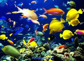 109069d1339742616 Tropical Fish Wallpaper Image Jpg