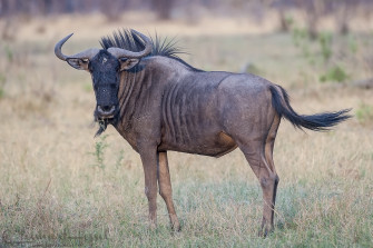 Blue Wildebeest Photo From Savuti Botswana Wallpaper