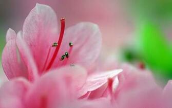 Small Pink Flower Wallpaper