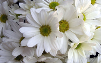 Nature Flowers Petals White Wallpaper HD