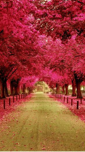 Pink Flower Street Mobile Wallpaper Phone Background