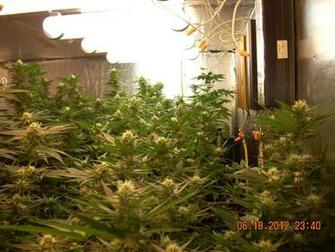 Best Induction Grow Lights HD Photo Galeries Wallpaper