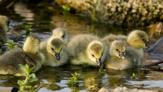 Duckling Wallpaper