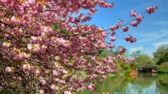 Spring Season Plants Wallpaper Hqscreen M Japan