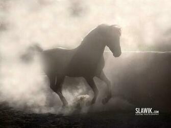 Horses Slawik Horse Wallpaper HD