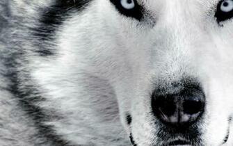 Siberian Husky Animals Dogs Huskies Wallpaper Allwallpaper In