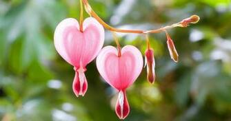 Bleeding Heart Flowers HD Wallpaper