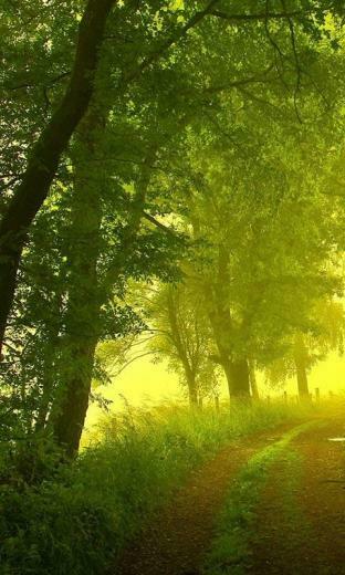 Forest Live Wallpaper Android Apps On Google Play