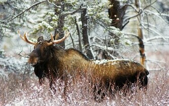 Moose Wallpaper Background