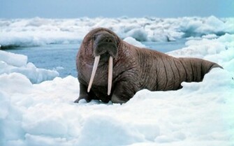 Walrus Wallpaper