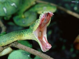 Snake The Animal Kingdom Wallpaper