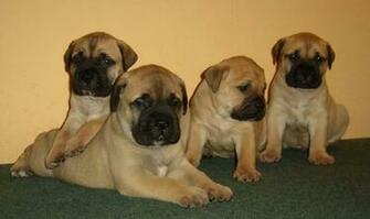 Bullmastiff Welpen Von Sandstorm Bull Image