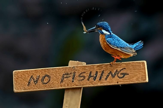 Kingfisher Wallpaper