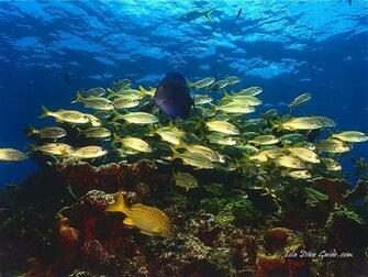 Scuba Diving Screen Savers
