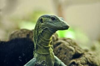 Reptiles HD Wallpaper General