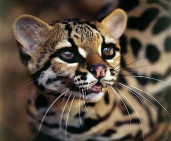 Ocelot Braziliaanse Wallpaper