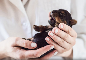 Pet Birth Defect Awareness Day September National Today