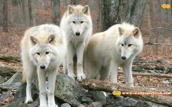 Wallpaper Fetch Beautiful Animals HD Pack